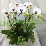 AGS018-  白色蝴蝶蘭3菖連植物組合